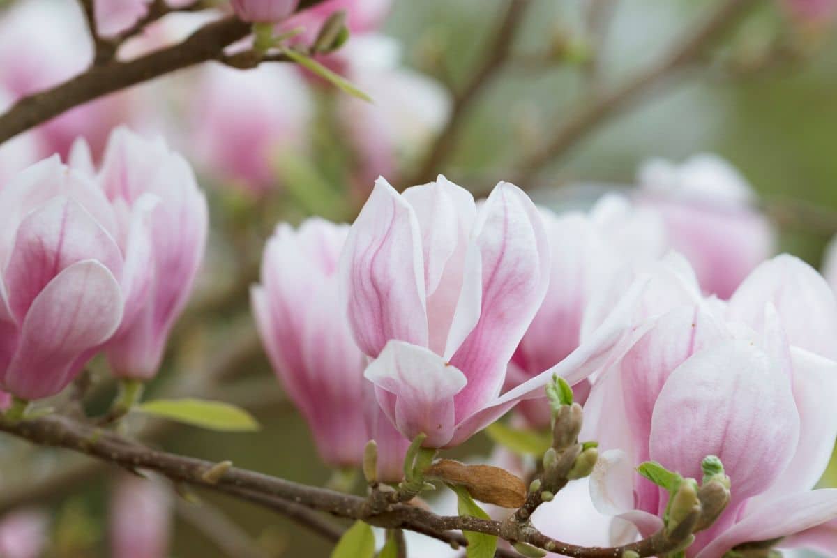 medicinal uses for magnolia blooms