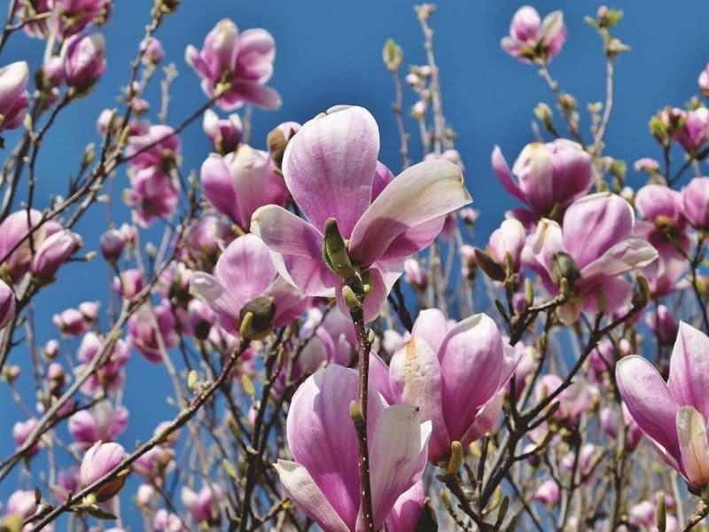 magnolia tree flowers