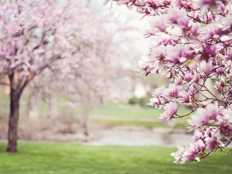 magnolia tree in spring