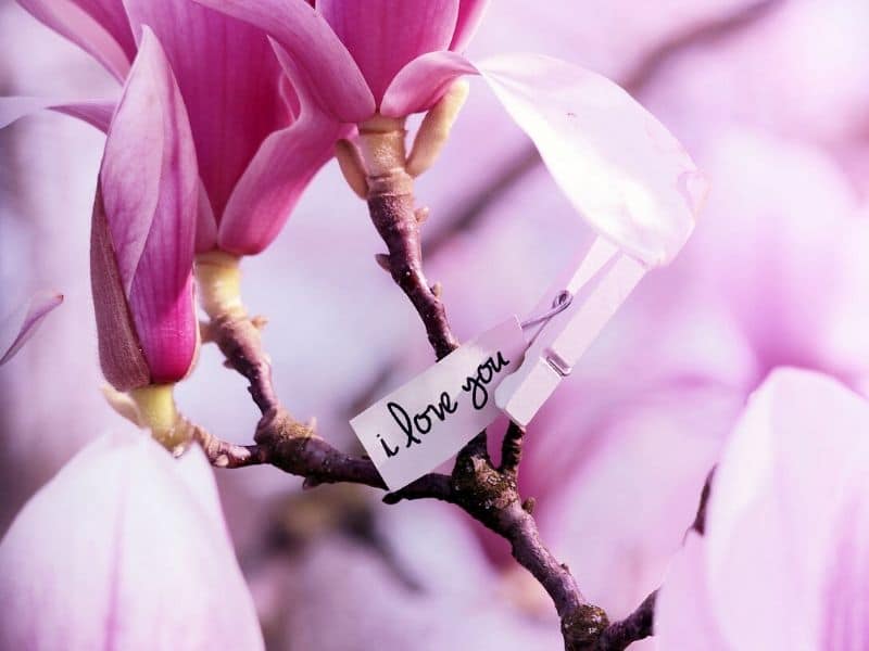 magnolia with i love you