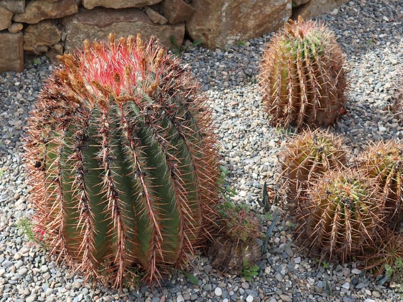 mexican lime cactus