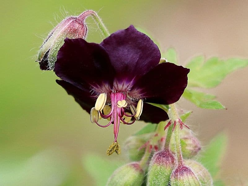 mourning widow