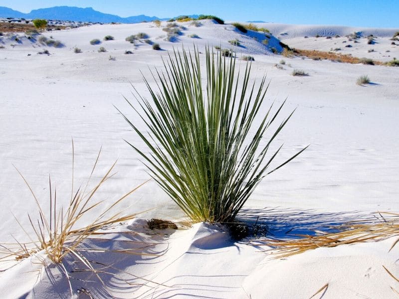 narrowleaf yucca