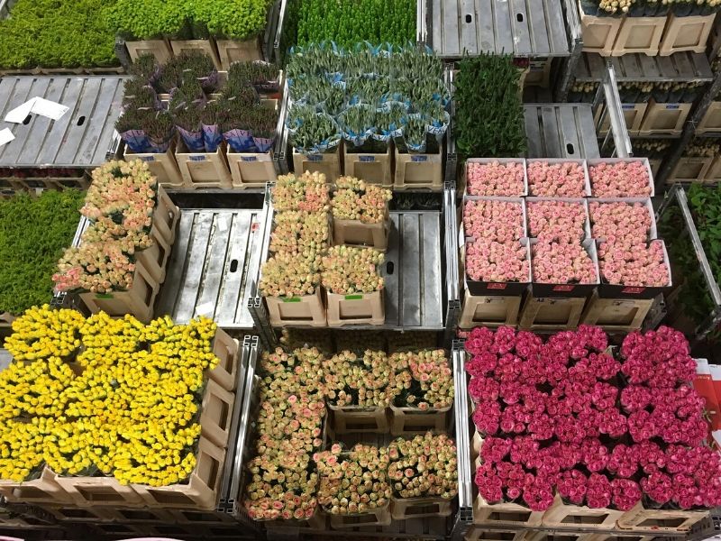 Netherlands flower auction