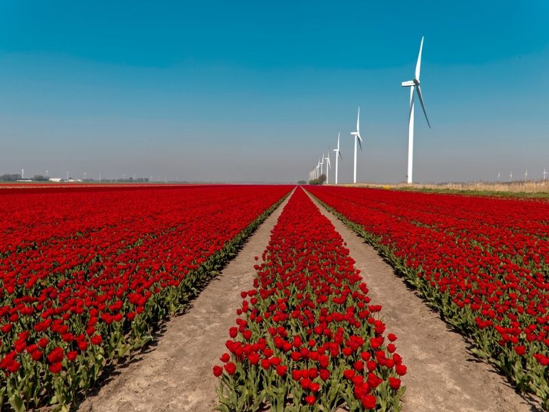Netherlands tulips field