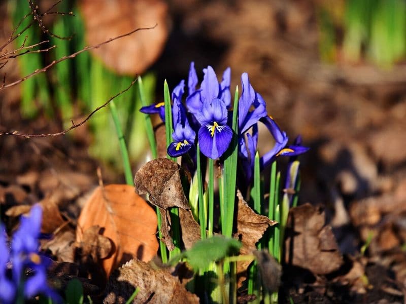 nettled iris