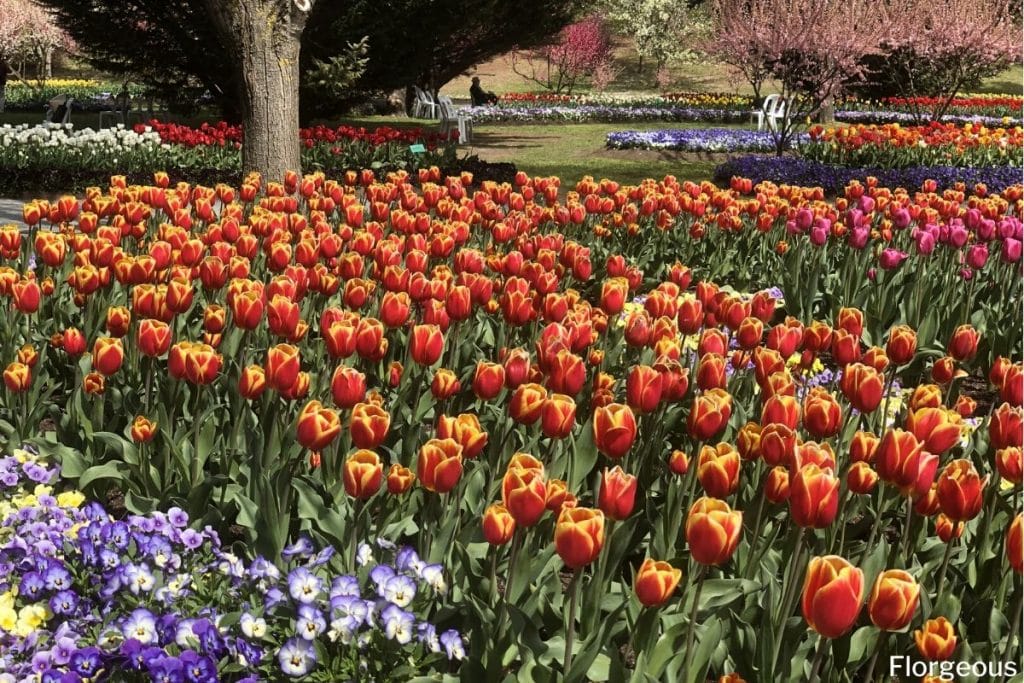 orange and yellow tulip