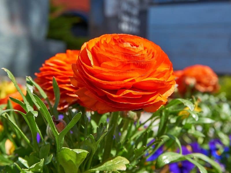 orange Ranunculus