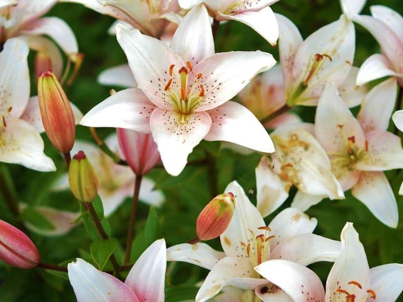 peach lilies