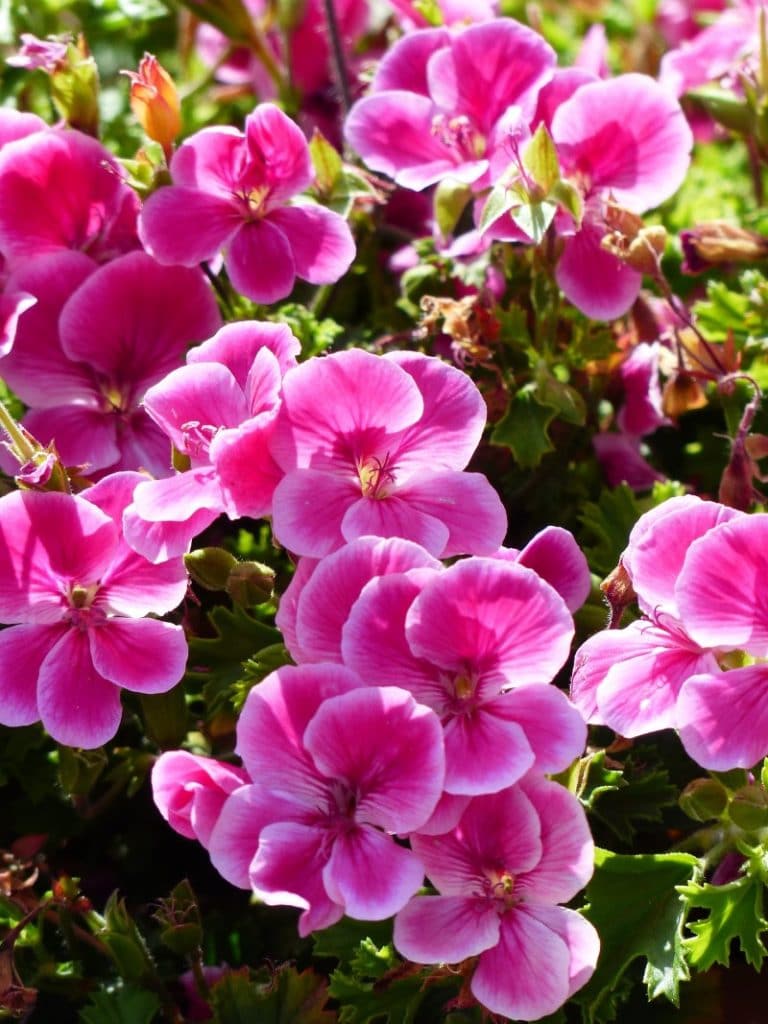 pelargonium cucullatum