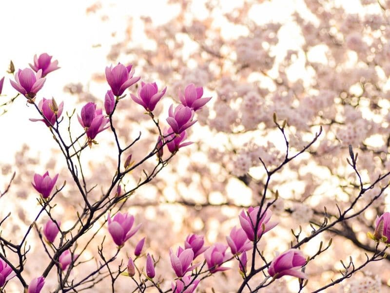 pink magnolia branches