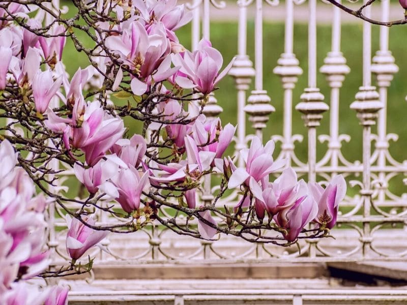 pink magnolia flowers