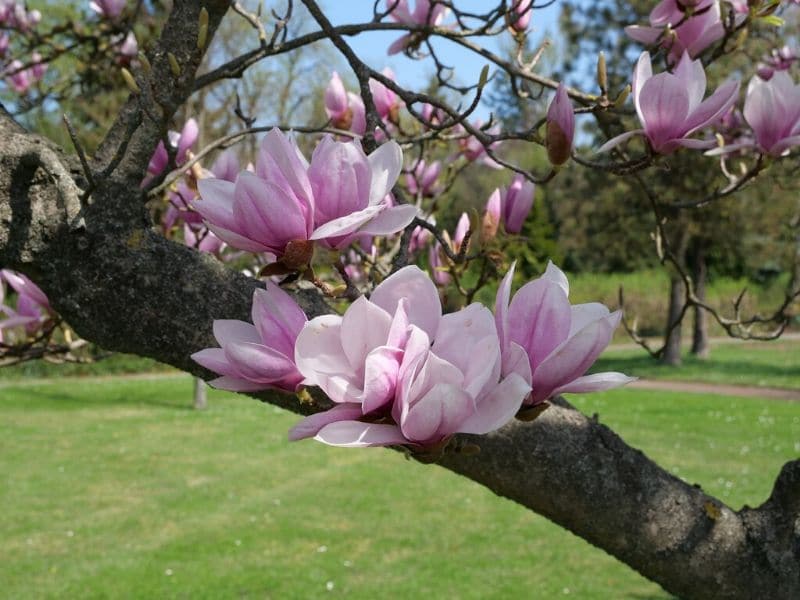 pink magnolia in a tree branch