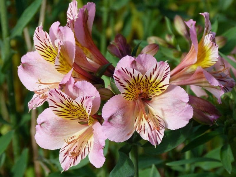pink peruvian lilies