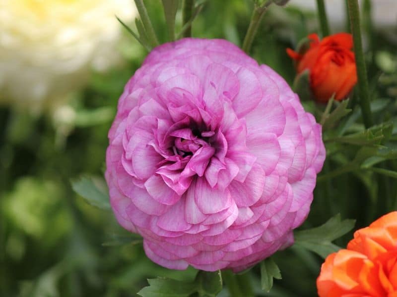 pink ranunculus flower