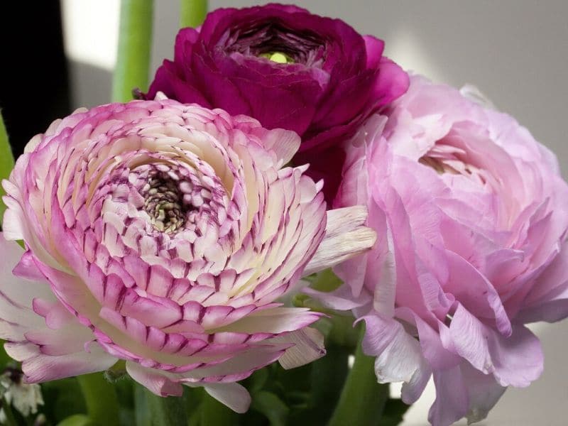 pink ranunculus