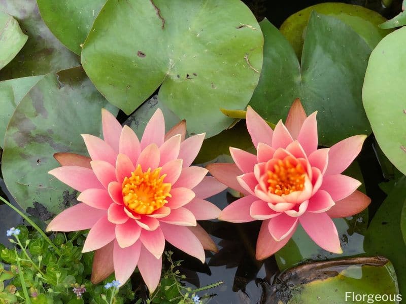 pink water lilies orange center