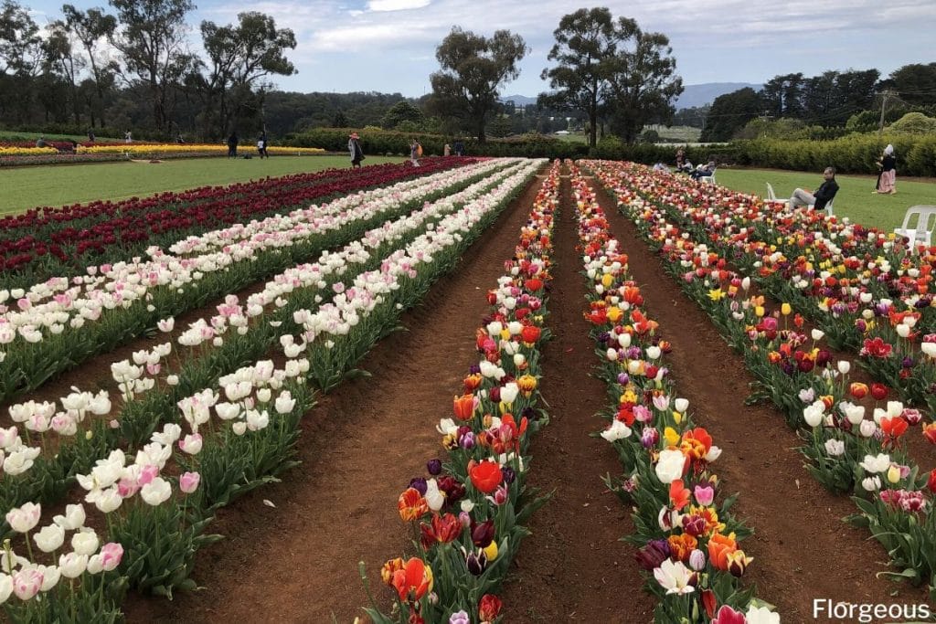 planting tulips