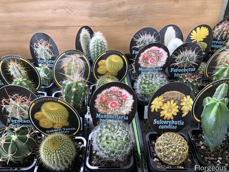 59 Different Succulent Types With Names And Pictures Florgeous