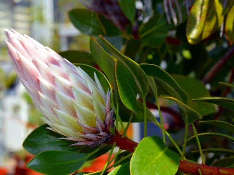 protea cynaroides