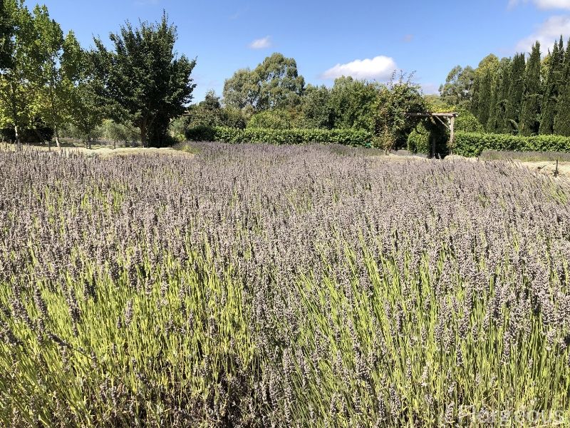 pruning lavender