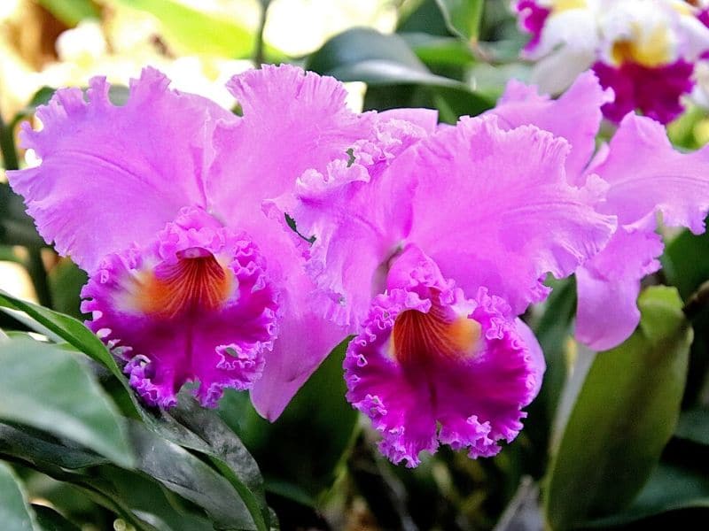 purple cattleya orchids
