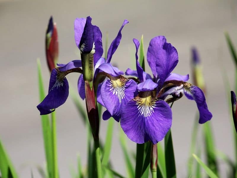 purple iris