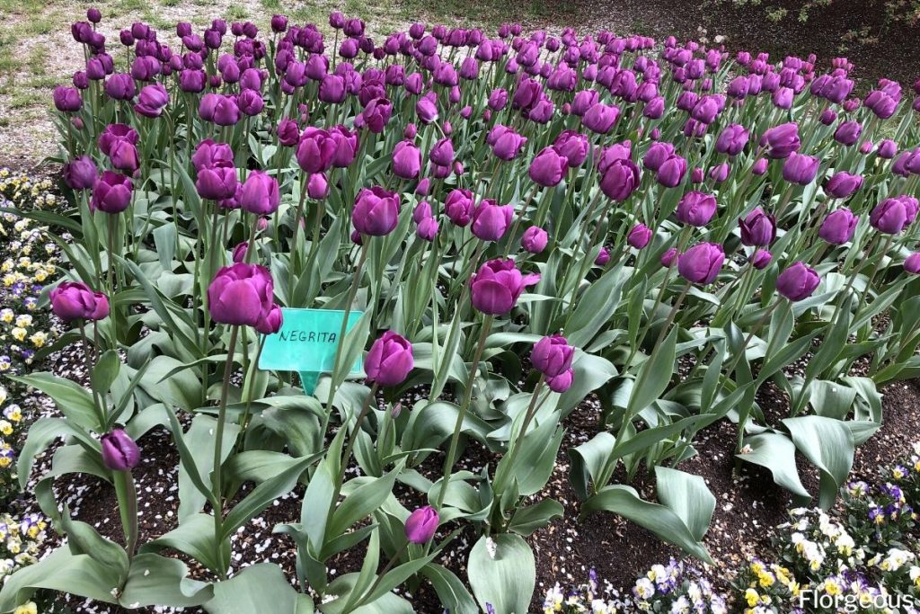 purple tulip flowers