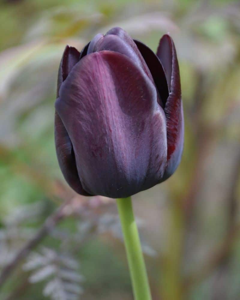 queen of the night tulip