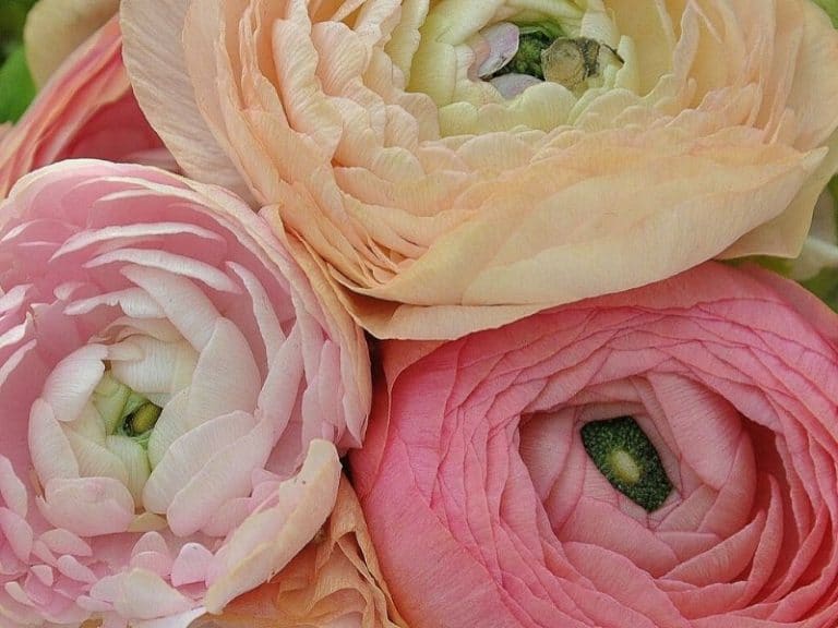 Ranunculus Flowers (Buttercup) Varieties, How To Grow and Care
