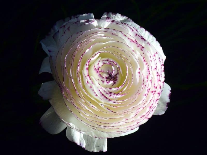 ranunculus tomer picotee