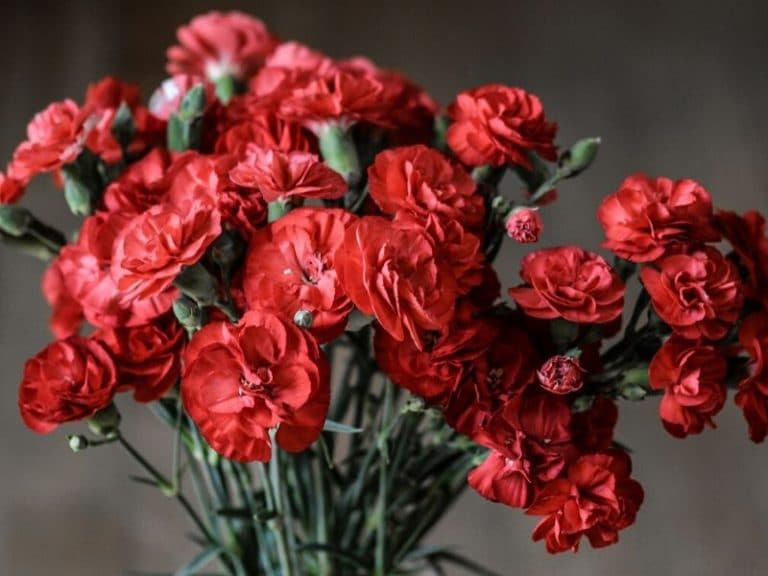 Carnation Flower Meaning and Symbolism