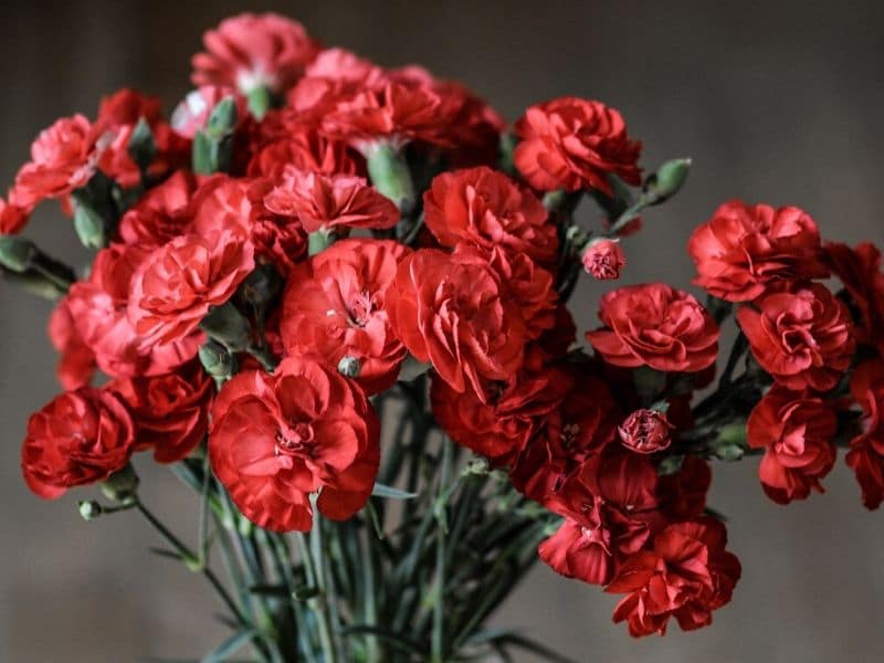 red carnation