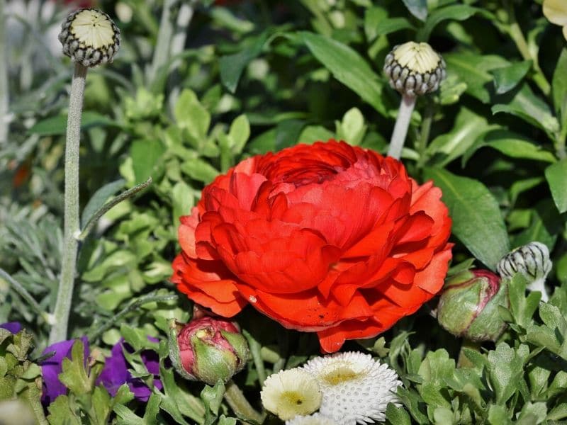 red ranunculus