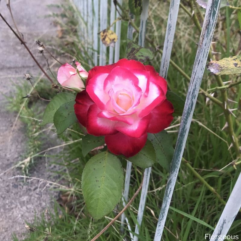 red rose with white centre