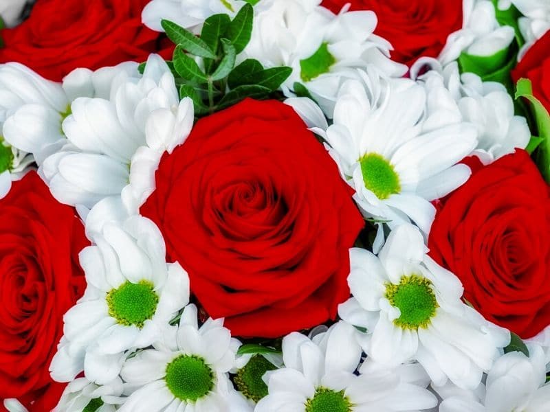 red roses with white daisies