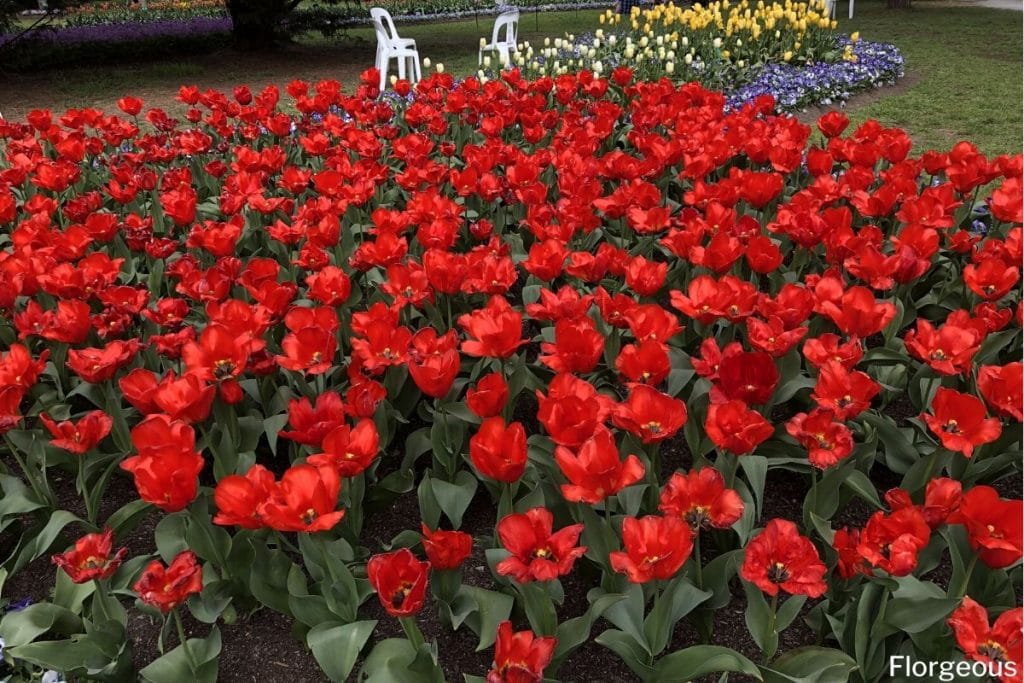 red tulips