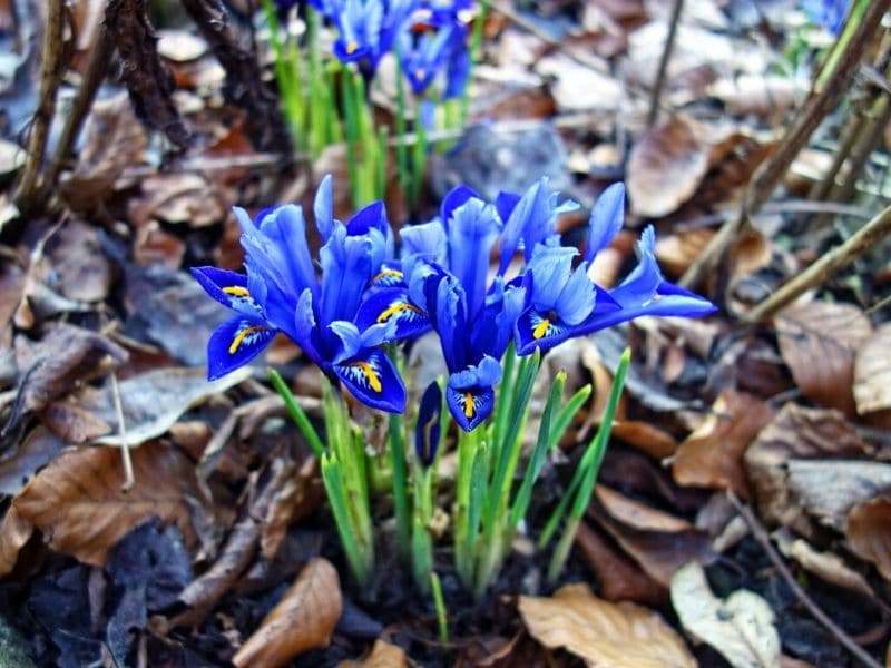 reticulata iris