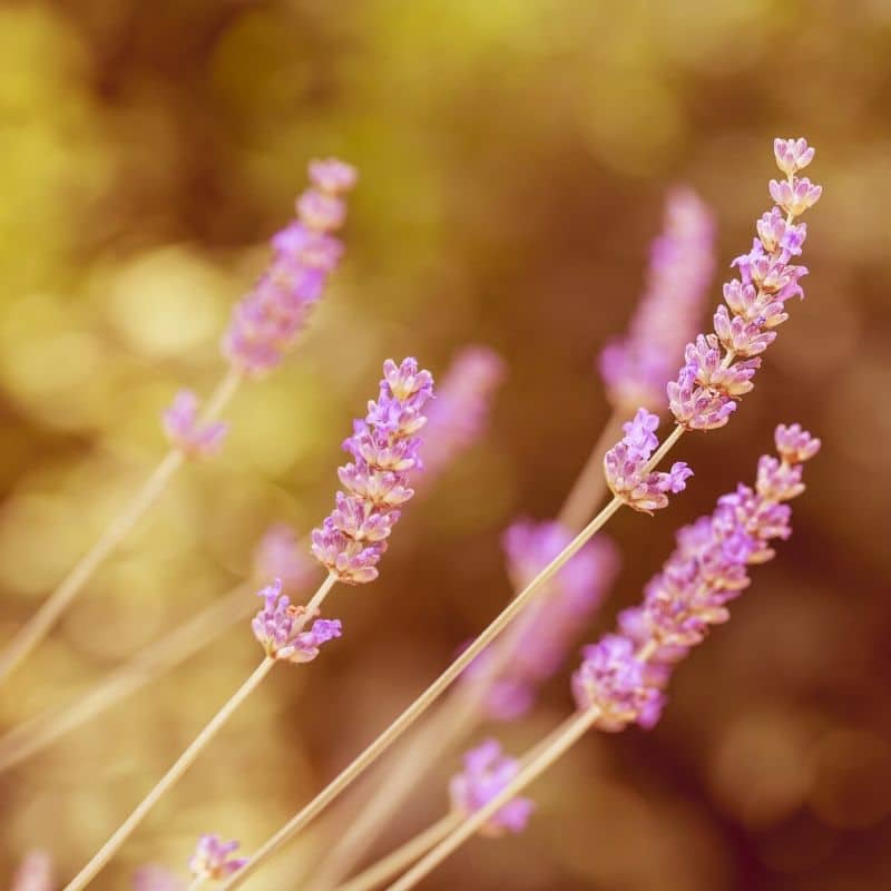 rosea lavender