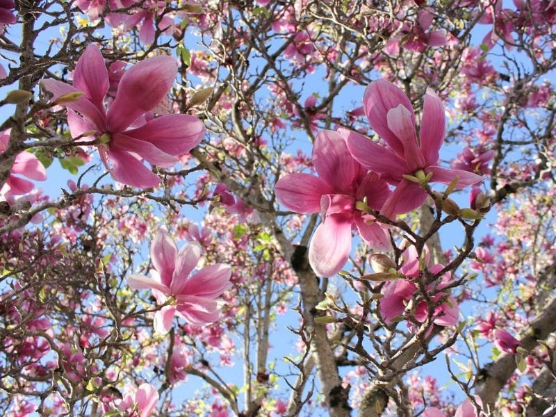 saucer magnolia