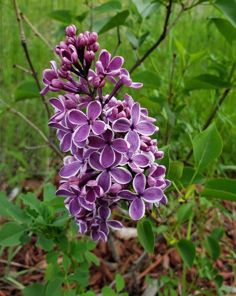 Lilac Syringa Vulgaris Types How To Grow Care Florgeous