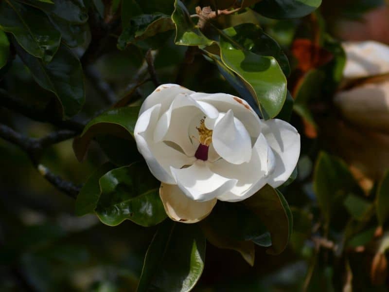 southern magnolia