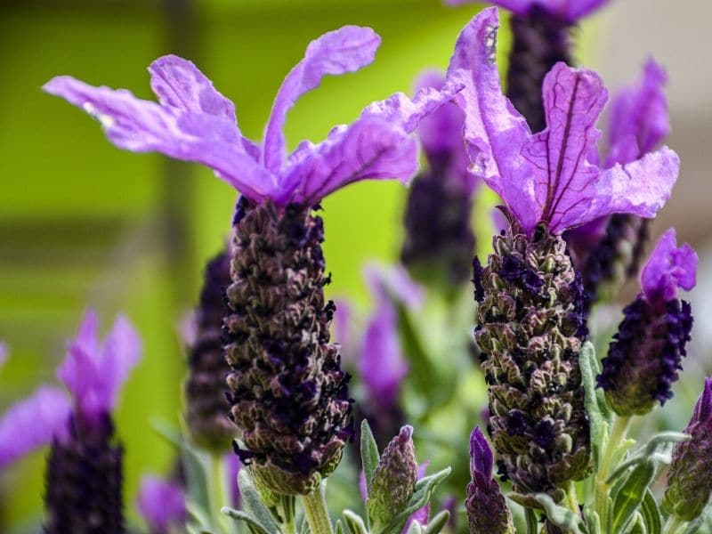 spanish lavender