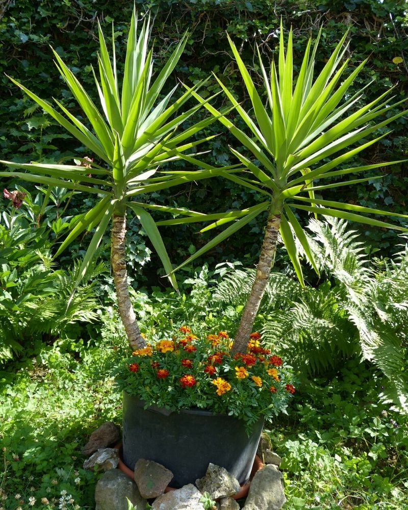 Yucca Plants