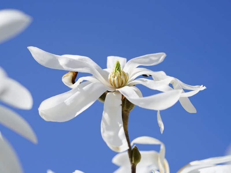 star magnolia