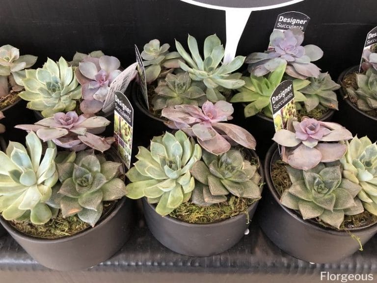 Top 59 Succulent Plants for Your Indoor and Outdoor Gardens | Florgeous