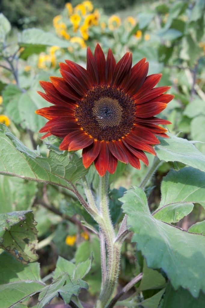  Sunflower Moulin Rouge