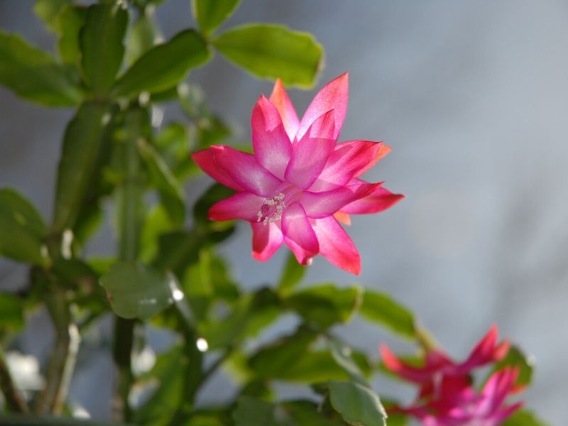 true christmas cactus