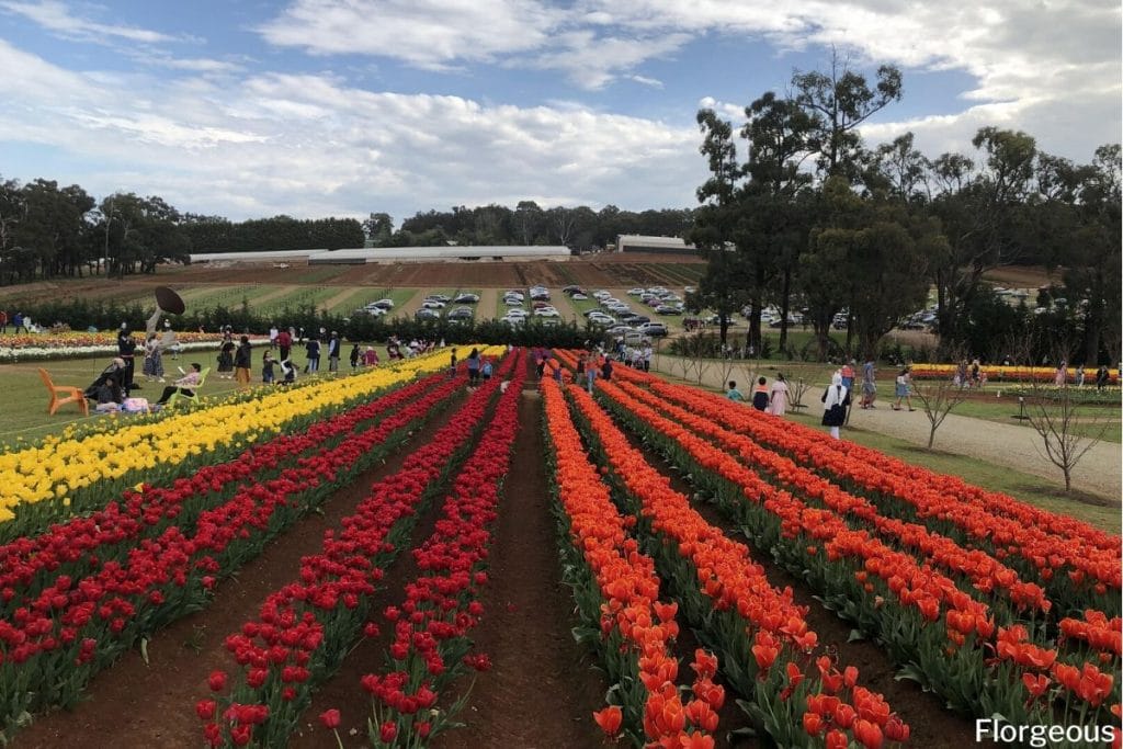 tulip festival