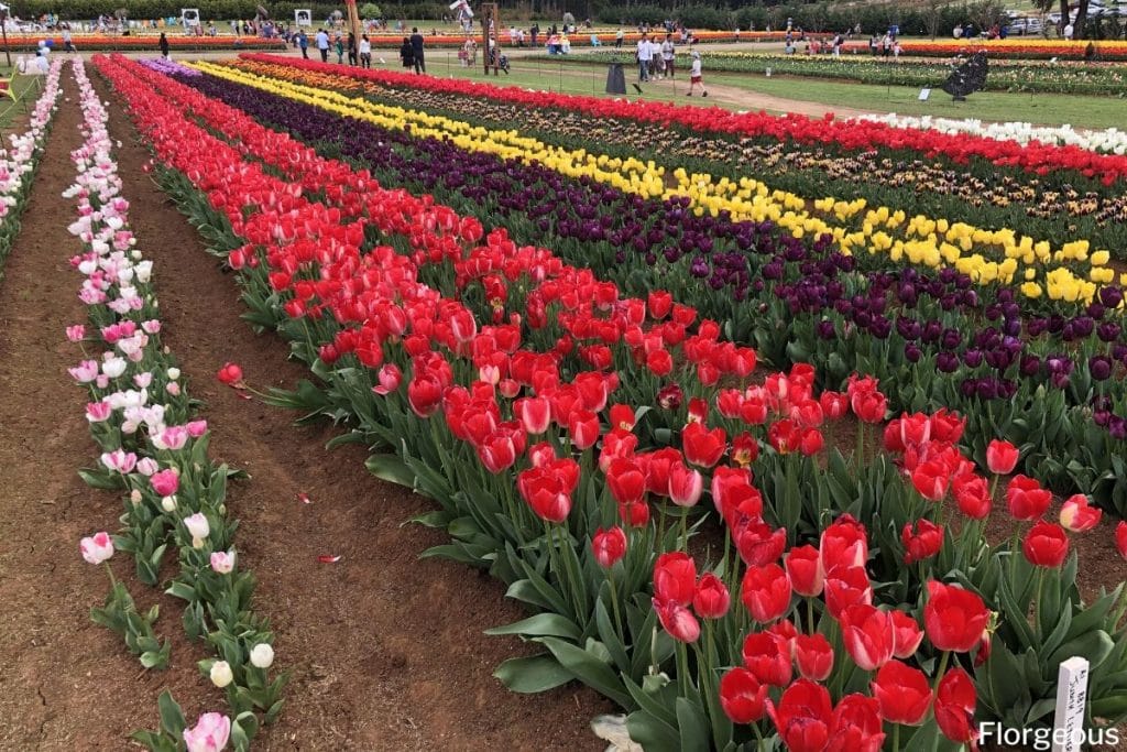 tulip rows